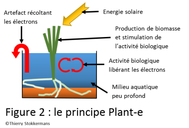 Le principe électrique Plant-e
