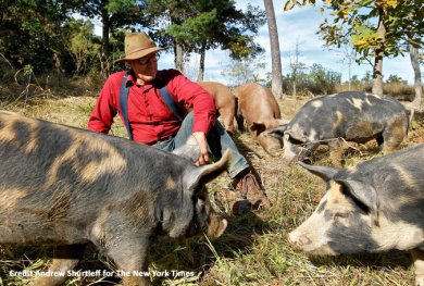 Joel Salatin - cochons forestiers