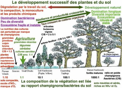 Le développement successif des plantes et du sol