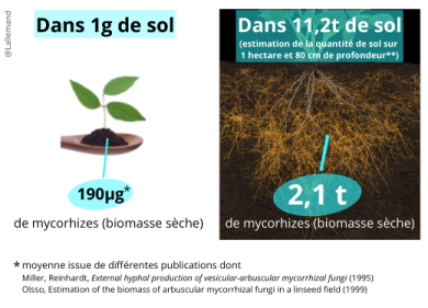 2 tonnes de biomasse mycorhizienne dans un hectare de sol