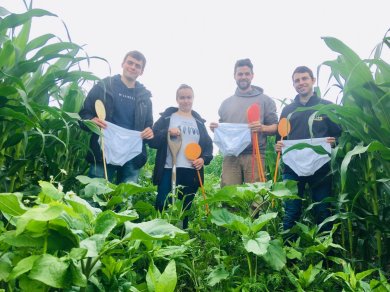 Thibaut, Solène, Nicolas et Anthony suivent de près l'évolution de l'essai de maïs en corridors solaires 