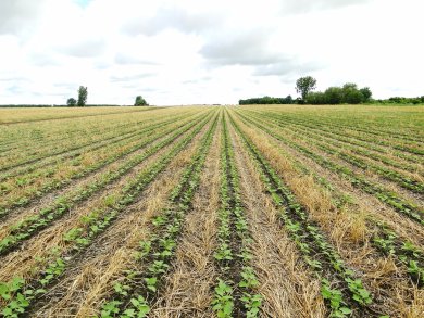 Haricots dans seigle