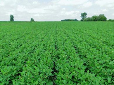 Haricots en fleurs