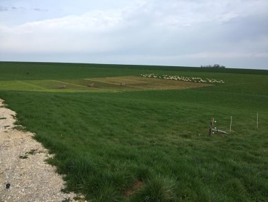 Brebis en plein air intégral