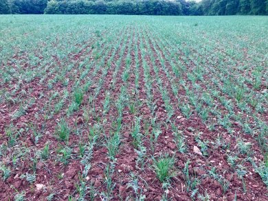 Association pois chiche, triticale, trèfle et lotier dans l'Aube, en production biologique