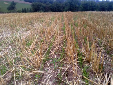 Prairie semée directement dans un chaume de blé avec un Aitchison GrassFarmer