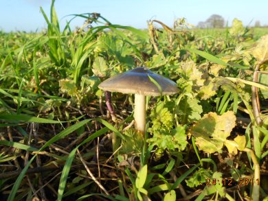Champignon au milieu d'un champ de blé...
