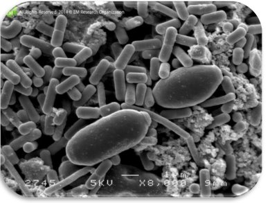 Microbes dits efficaces - Agriton