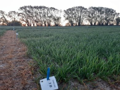 Essai de blé avec analyse de sève chez Rosier