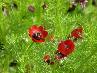 Adonis annua