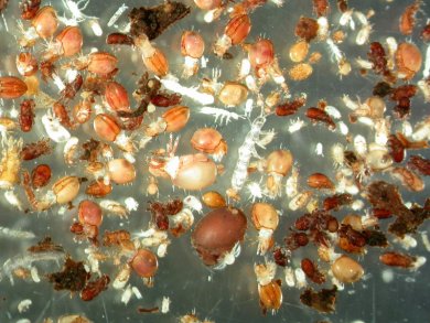 Communauté microbienne du sol (photo : Uffe Nielsen)