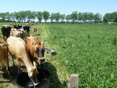 Pâturage tournant dans le Gers