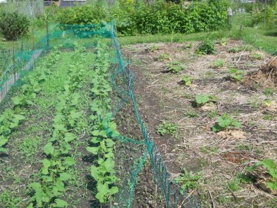 Potirons sous CV et haricots sans