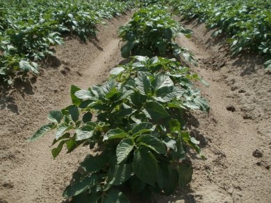 Prelevement de feuilles pour analyse de seve chez Rosier : feuilles plus jeunes entièrement développées