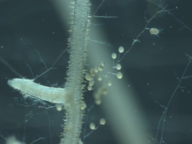 Mycorhization