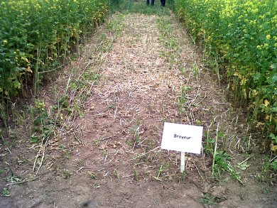 Destruction d'un couvert de moutarde par un broyeur