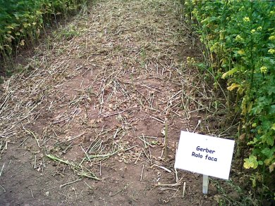 Destruction d'un couvert de moutarde par un Rolofaca