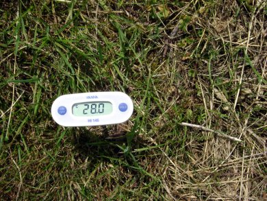 Température d'un sol mal couvert en été