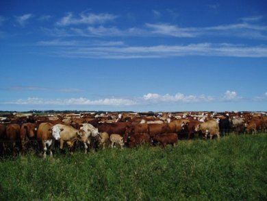 Joel Salatin - pâturage tournant