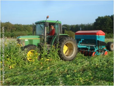 Semis direct de blé sous un couvert multi-espèces
