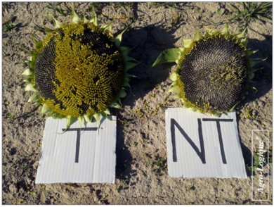 Comparaison (têtes de tournesol)