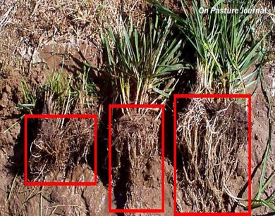 Graminées de prairie pâturées