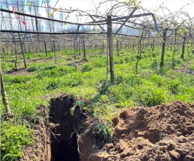 Enracinement du kiwi : des idées reçues à nuancer