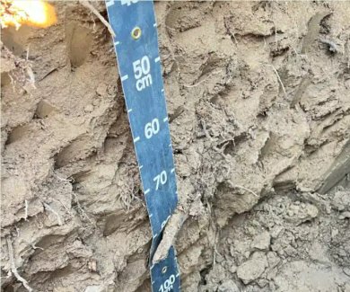 Profil de sol en verger de kiwis