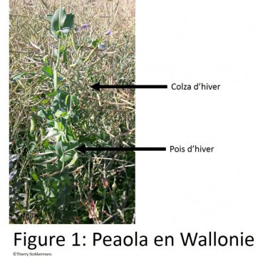 Peaola en Wallonie