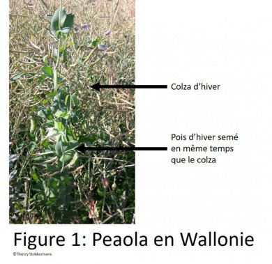 Peaola en Wallonie