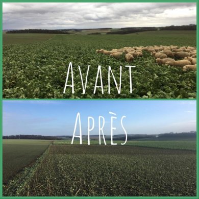 Pâturage tournant dynamique