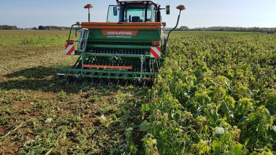 SD de blé dans un couvert après pois