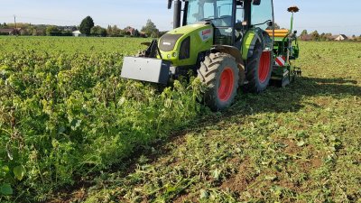 SD de blé dans un couvert après pois
