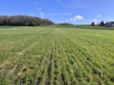 Blé bio en SD chez Fabien Driat (Aube)