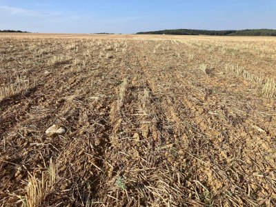 Parcelle chez F. Driat 2022 - couvert, pailles exportées