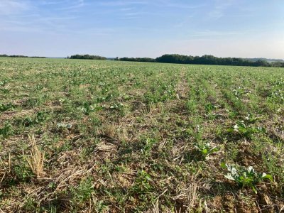 Parcelle chez F. Driat 2022 - couvert, pailles restituées