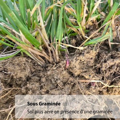 Structure du sol sous l'avoine