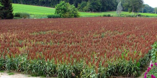 Cultures De Printemps Quelles Options En Dehors Du Mais Et Du Tournesol A2c Le Site De L Agriculture De Conservation
