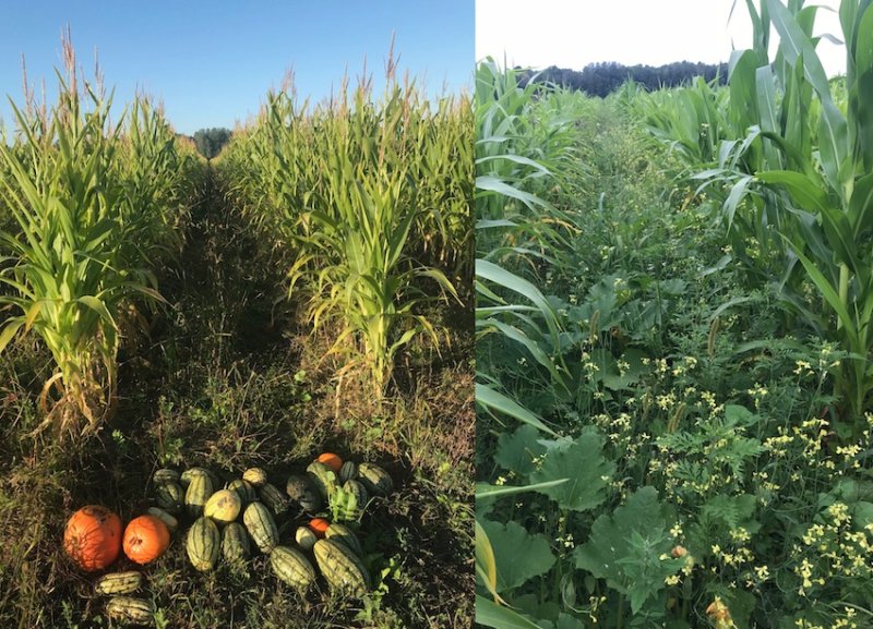 La créativité des agriculteurs est sans limites : ici du maïs façon technique des trois soeurs ! 